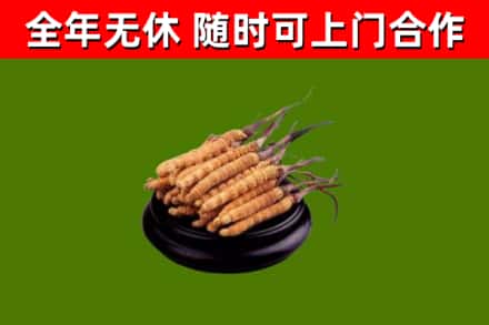 平顶山市烟酒回收冬虫夏草.jpg